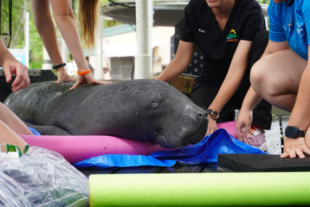 a manatee resting on a pool noodle with tiny acupunture needles at points on its face